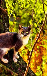 Preview wallpaper cat, tree, climbing, color, autumn