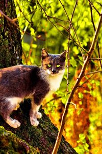 Preview wallpaper cat, tree, climbing, color, autumn