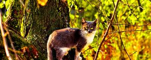Preview wallpaper cat, tree, climbing, color, autumn