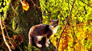 Preview wallpaper cat, tree, climbing, color, autumn