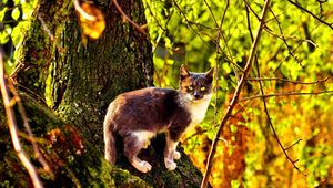 Preview wallpaper cat, tree, climbing, color, autumn