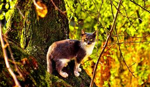 Preview wallpaper cat, tree, climbing, color, autumn