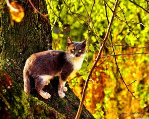 Preview wallpaper cat, tree, climbing, color, autumn