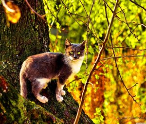 Preview wallpaper cat, tree, climbing, color, autumn