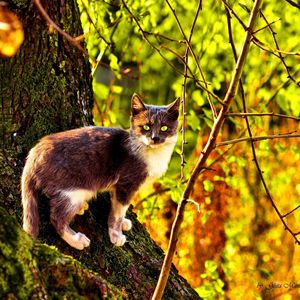 Preview wallpaper cat, tree, climbing, color, autumn