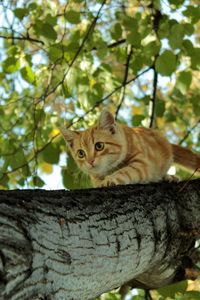 Preview wallpaper cat, tree, crawl, hide