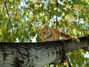 Preview wallpaper cat, tree, crawl, hide