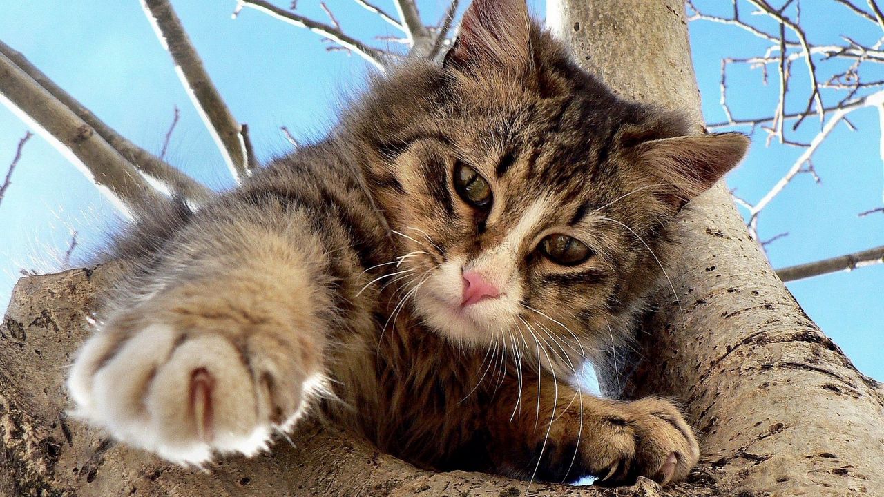 Wallpaper cat, tree, crawl, climb, playful