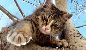 Preview wallpaper cat, tree, crawl, climb, playful