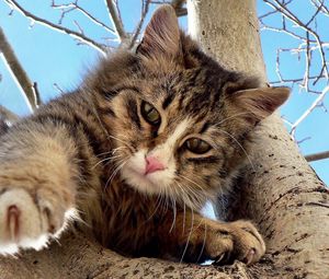 Preview wallpaper cat, tree, crawl, climb, playful