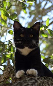 Preview wallpaper cat, tree, crawl, branches, leaves