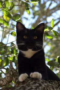 Preview wallpaper cat, tree, crawl, branches, leaves