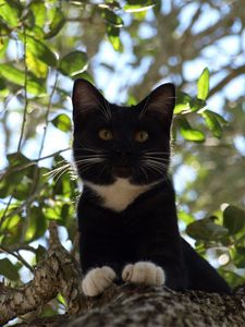 Preview wallpaper cat, tree, crawl, branches, leaves