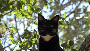 Preview wallpaper cat, tree, crawl, branches, leaves