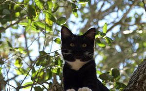 Preview wallpaper cat, tree, crawl, branches, leaves