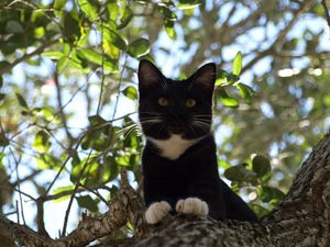 Preview wallpaper cat, tree, crawl, branches, leaves