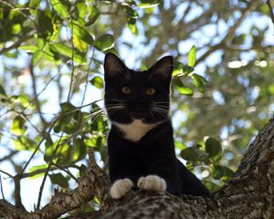 Preview wallpaper cat, tree, crawl, branches, leaves