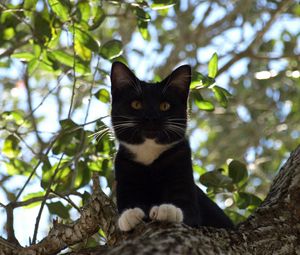 Preview wallpaper cat, tree, crawl, branches, leaves