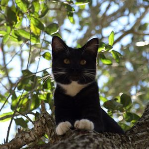 Preview wallpaper cat, tree, crawl, branches, leaves