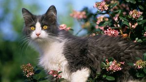 Preview wallpaper cat, tree, flower, climb, curiosity