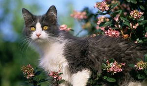 Preview wallpaper cat, tree, flower, climb, curiosity