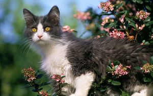 Preview wallpaper cat, tree, flower, climb, curiosity