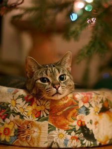 Preview wallpaper cat, tree, gift, garland, waiting