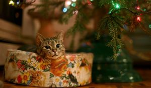 Preview wallpaper cat, tree, gift, garland, waiting