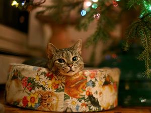 Preview wallpaper cat, tree, gift, garland, waiting