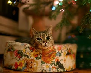 Preview wallpaper cat, tree, gift, garland, waiting