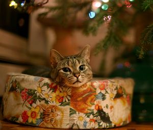 Preview wallpaper cat, tree, gift, garland, waiting