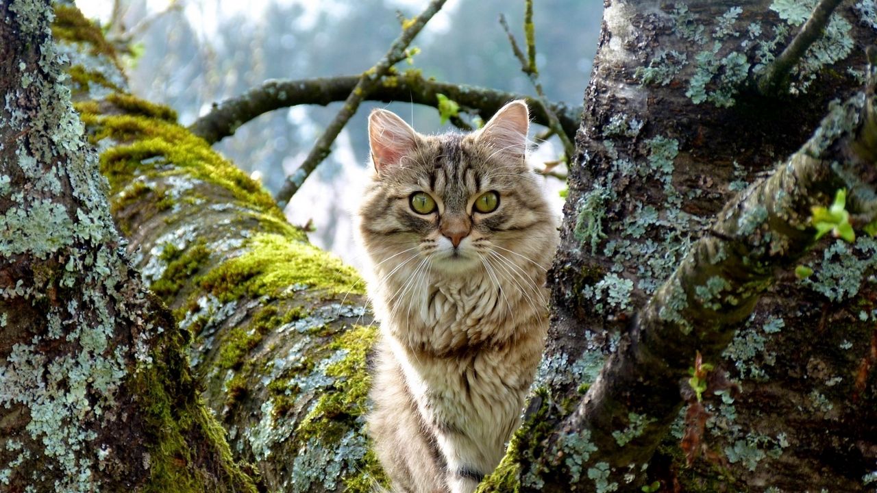 Wallpaper cat, tree, grass, moss, sitting, furry