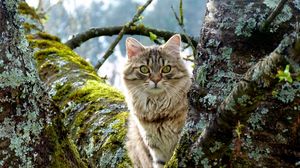 Preview wallpaper cat, tree, grass, moss, sitting, furry