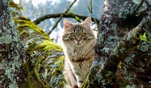 Preview wallpaper cat, tree, grass, moss, sitting, furry