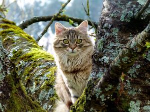 Preview wallpaper cat, tree, grass, moss, sitting, furry