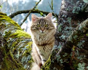 Preview wallpaper cat, tree, grass, moss, sitting, furry