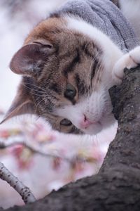 Preview wallpaper cat, tree, spring