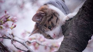 Preview wallpaper cat, tree, spring