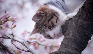 Preview wallpaper cat, tree, spring