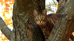 Preview wallpaper cat, tree, striped, sit