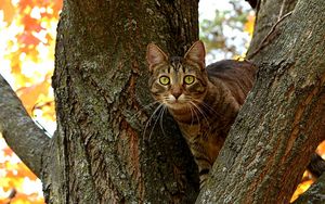 Preview wallpaper cat, tree, striped, sit