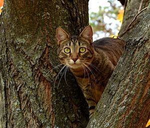 Preview wallpaper cat, tree, striped, sit