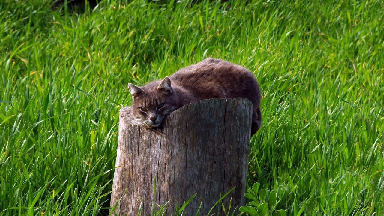 Wallpaper cat, tree stump, grass, lie