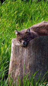 Preview wallpaper cat, tree stump, grass, lie