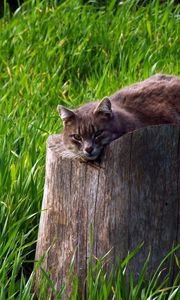 Preview wallpaper cat, tree stump, grass, lie