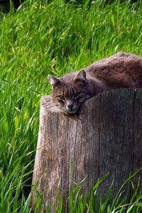 Preview wallpaper cat, tree stump, grass, lie