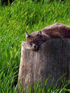 Preview wallpaper cat, tree stump, grass, lie