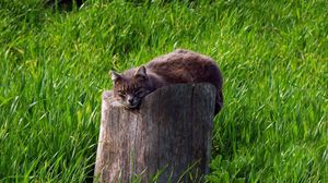 Preview wallpaper cat, tree stump, grass, lie