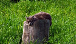 Preview wallpaper cat, tree stump, grass, lie