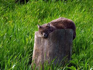 Preview wallpaper cat, tree stump, grass, lie